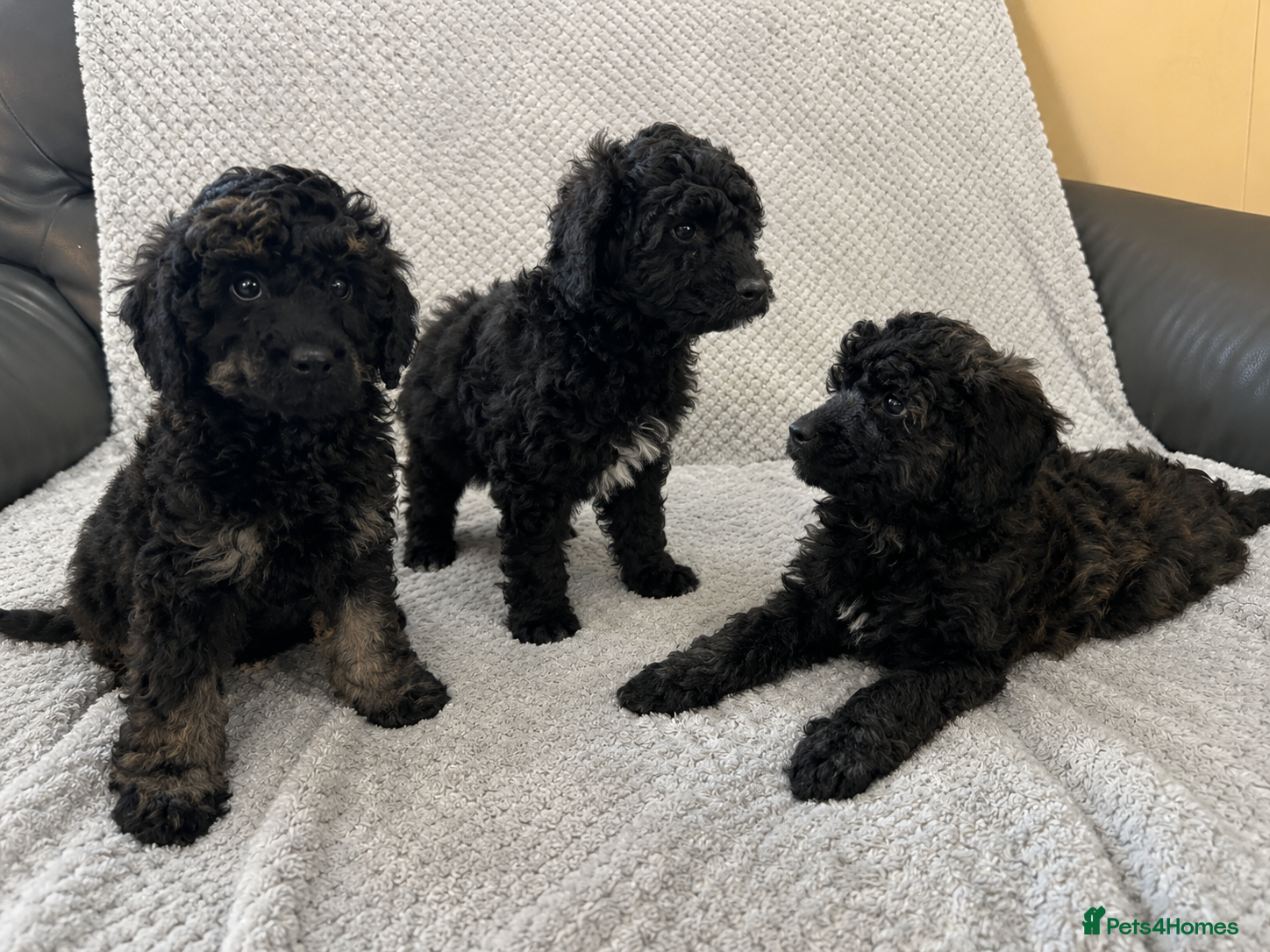 Miniature Poodle dogs 3 left! Pure Bred Miniature poodles - Advert 2