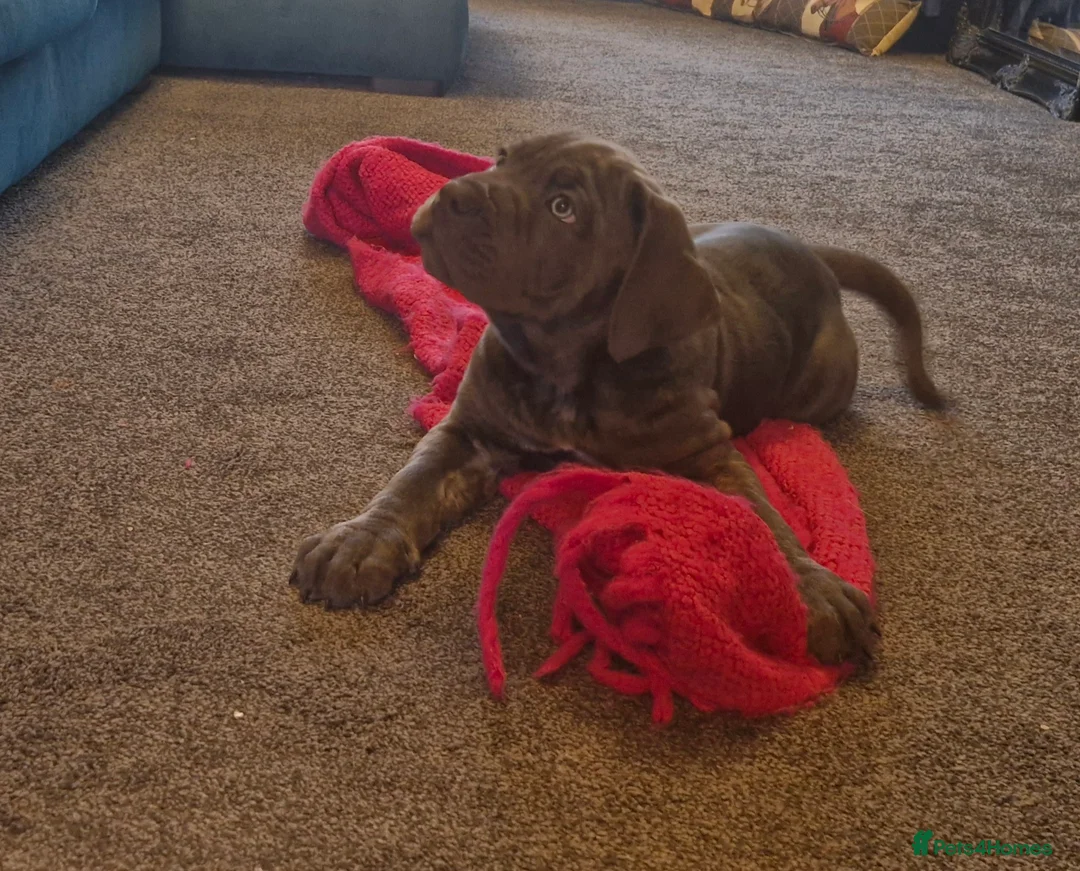 Cane Corso dogs for sale: EXCEPTIONAL PEDIGREE!! ONE BLUE GIRL AVAILABLE!! - Advert 6