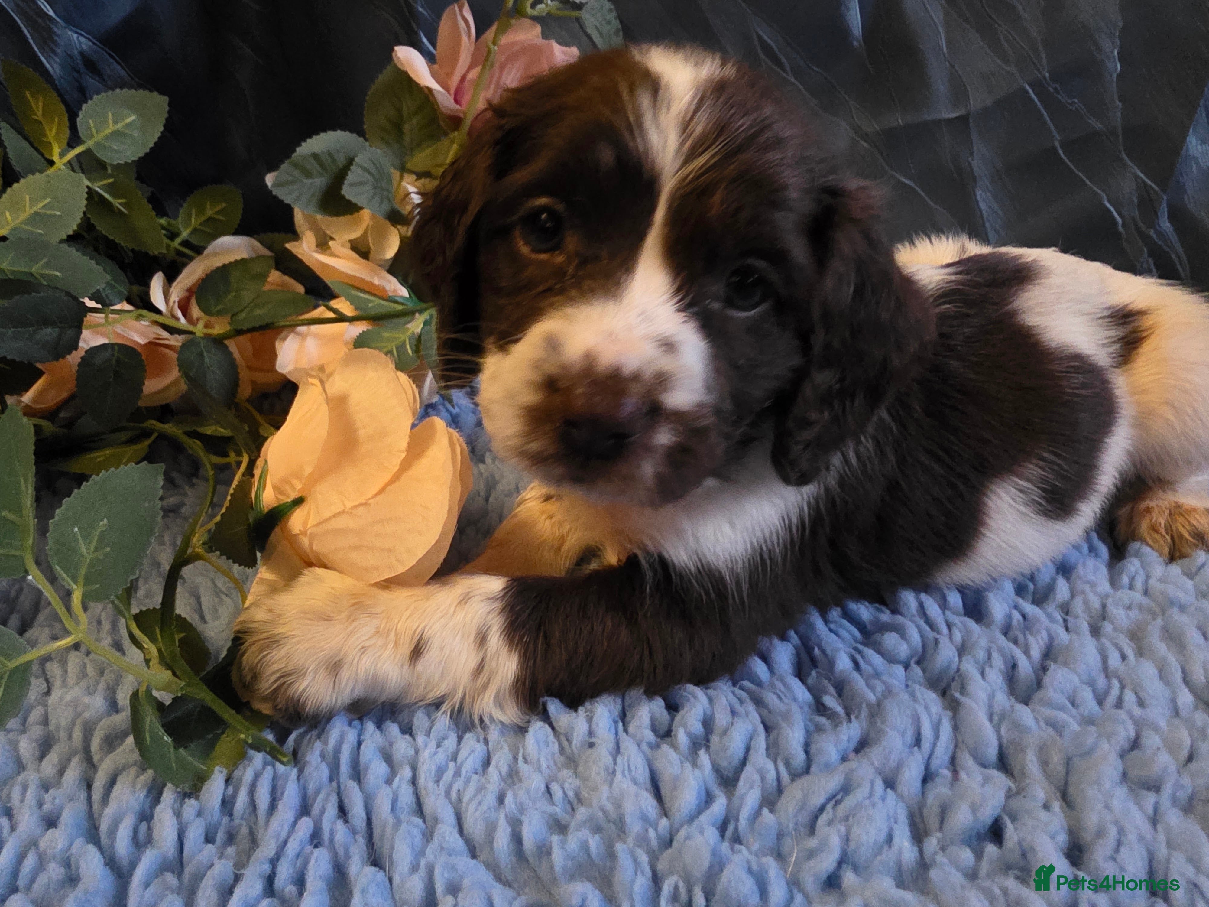 English Springer Spaniel dogs Ready- Home Reared KC Health Tested 5 ⭐️ Vetted  - Advert 2