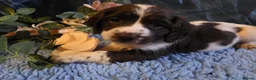 English Springer Spaniel dogs for sale: Outstanding Home Reared KC 5 ⭐️ Vetted Ready now  - Advert 18
