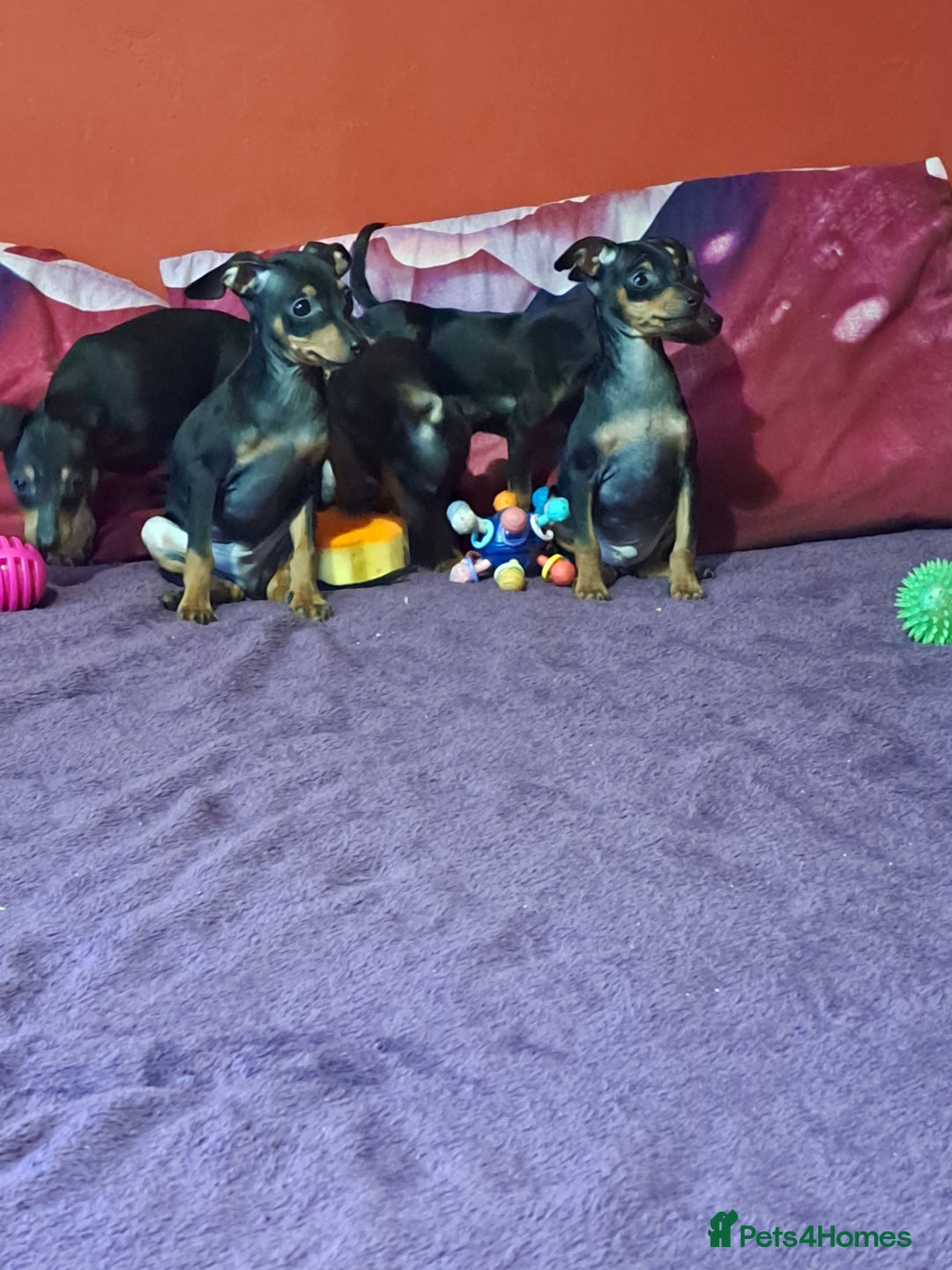 Miniature Pinscher dogs for sale: Miniature Pinscher Puppies 🐾   - Advert 17