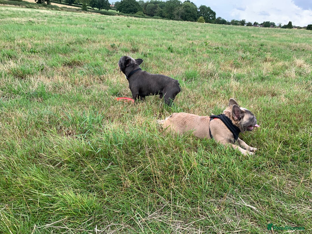 French Bulldog dogs for sale: Male intact Furry Frenchie  - Advert 5