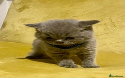 British Shorthair cats for sale: 💕Pure BSH Kittens – Family Raised, Ready December - Image 12