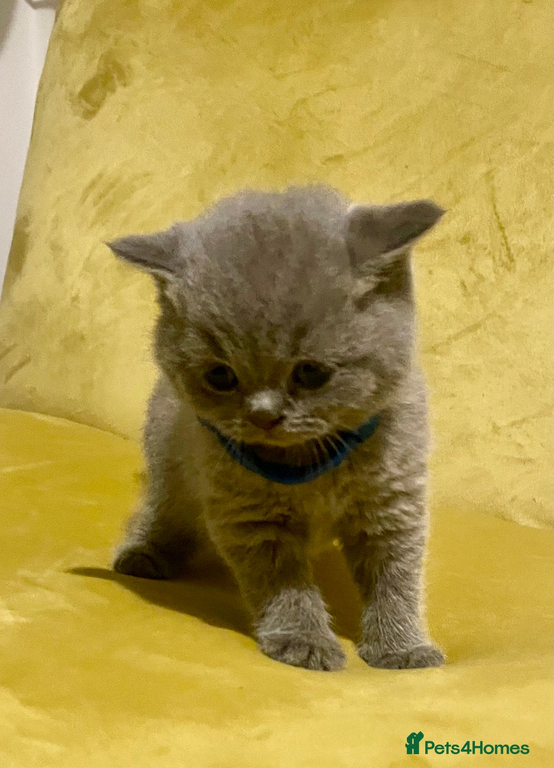 British Shorthair cats for sale: 💕Pure BSH Kittens – Family Raised, Ready December - Image 12