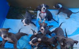 Mixed Breed dogs for sale: Italian Greyhound x Whippet puppies - Image 1