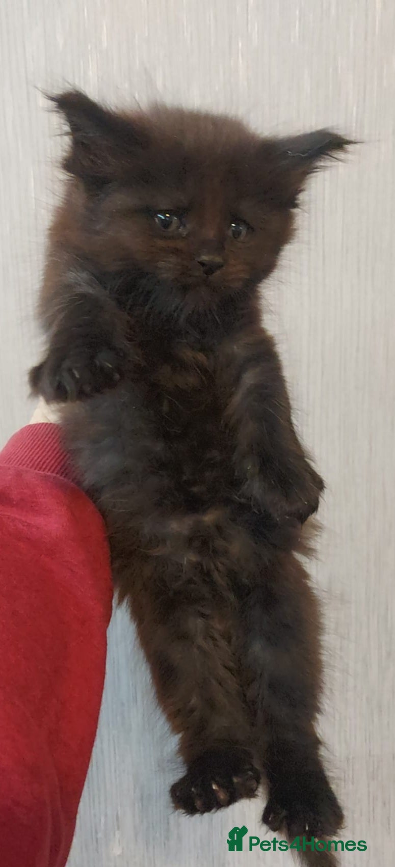 Maine Coon cats Beautiful Maine coon kittens - Advert 11