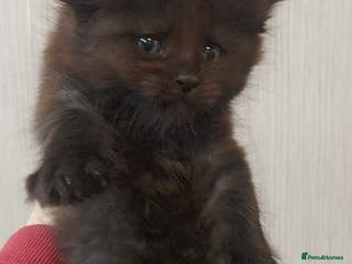 Maine Coon cats Beautiful Maine coon kittens - Advert 6