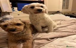 Cavapoochon dogs for sale: 2x Cavapoochon girls must go together  - Image 12