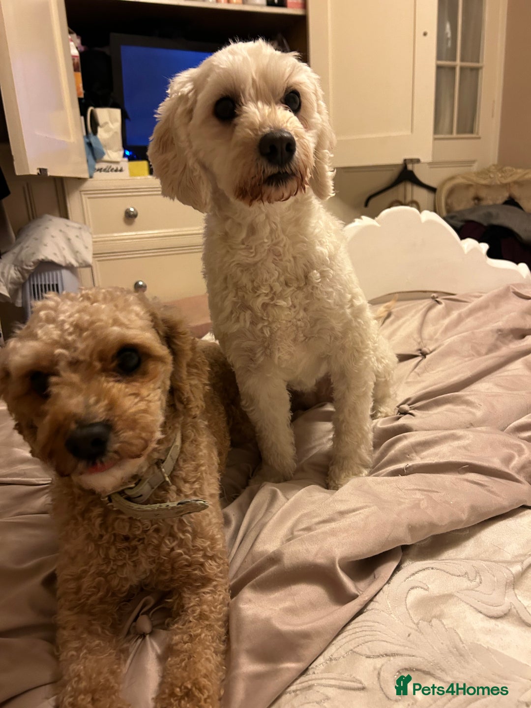 Cavapoochon dogs for sale: 2x Cavapoochon girls must go together  - Image 12
