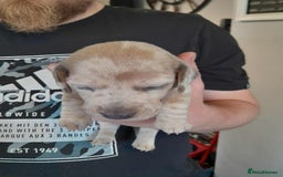 Dachshund dogs for sale: Dachounds - Image 20