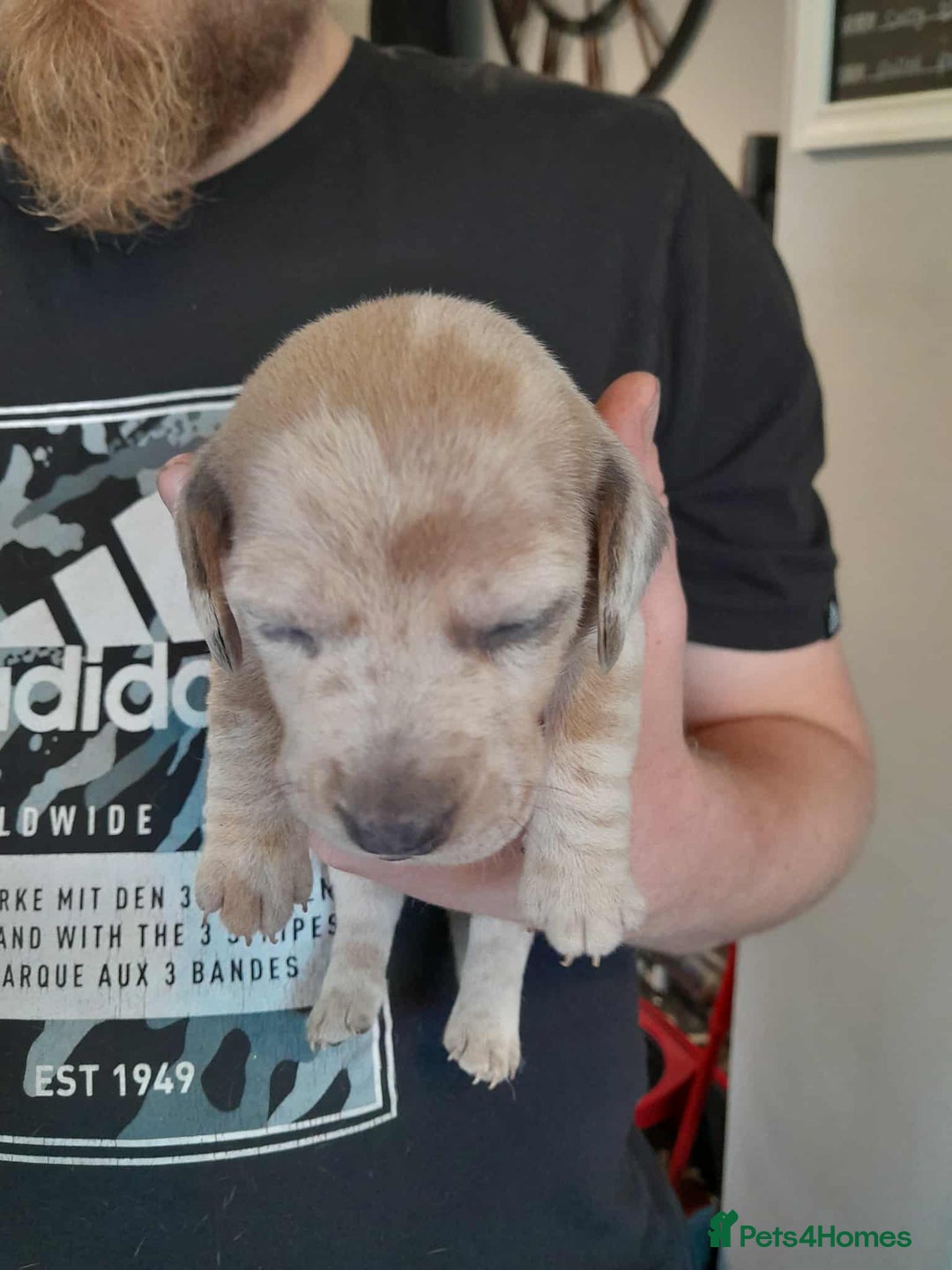 Dachshund dogs for sale: Dachounds - Image 20