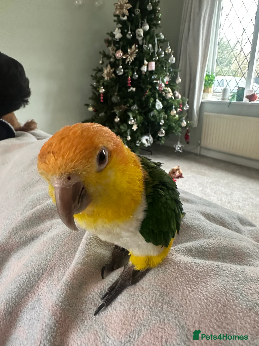 Parakeets birds for sale: Beautiful Tame Caique-Full Setup Available - Advert 5