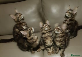 Maine Coon cats Maine coon kittens ready now - Advert 8