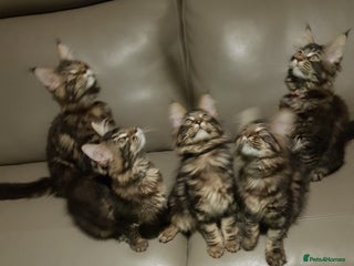 Maine Coon cats Maine coon kittens ready now - Advert 8