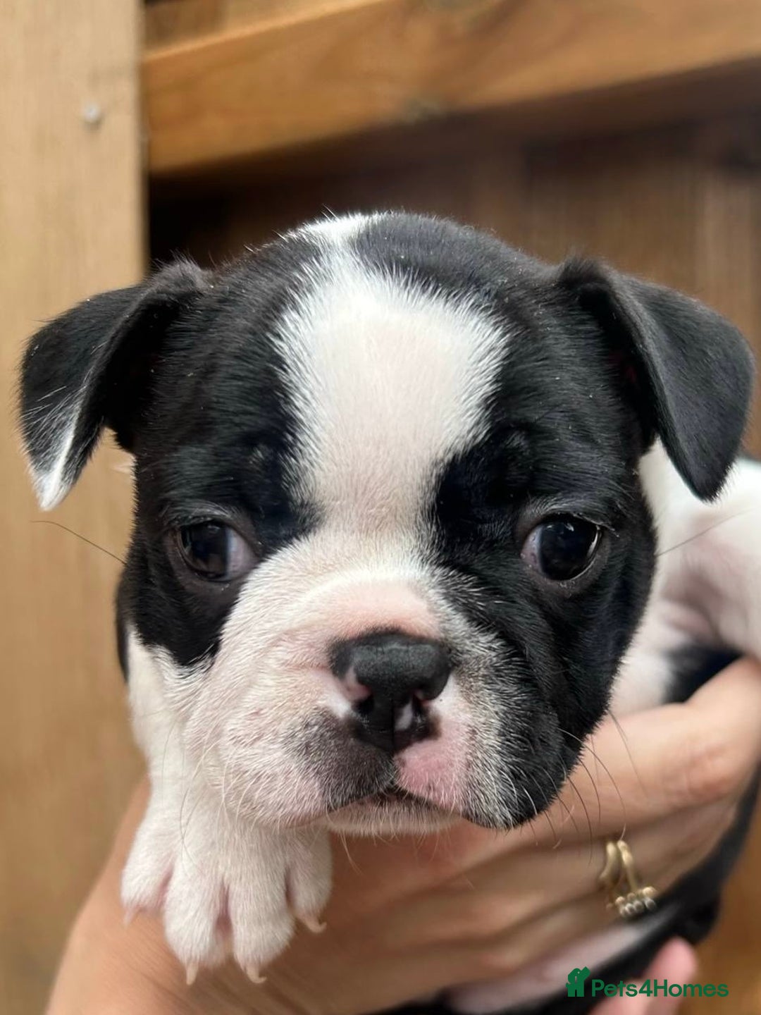 Boston Terrier dogs for sale: Boston Terrier Puppy 2 - KC boston terrier Puppies 1 BEAUTIFUL GIRL LEFT - Image 9