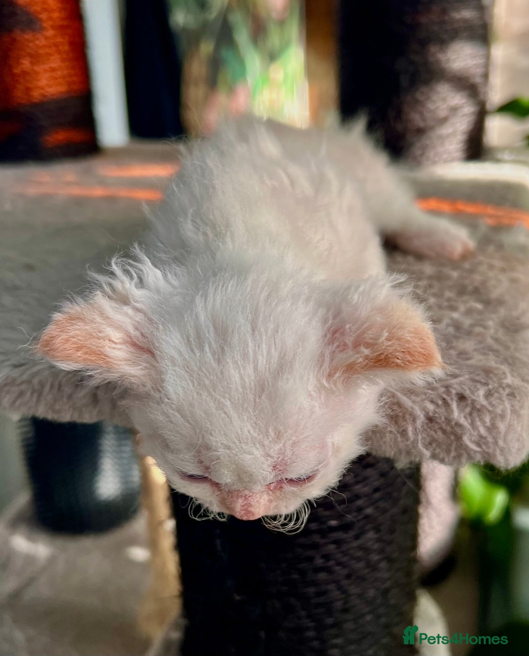 Selkirk Rex cats for sale: Stunning Selkirk rex kittens - Advert 10