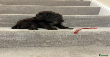 Sprocker dogs - Advert 15