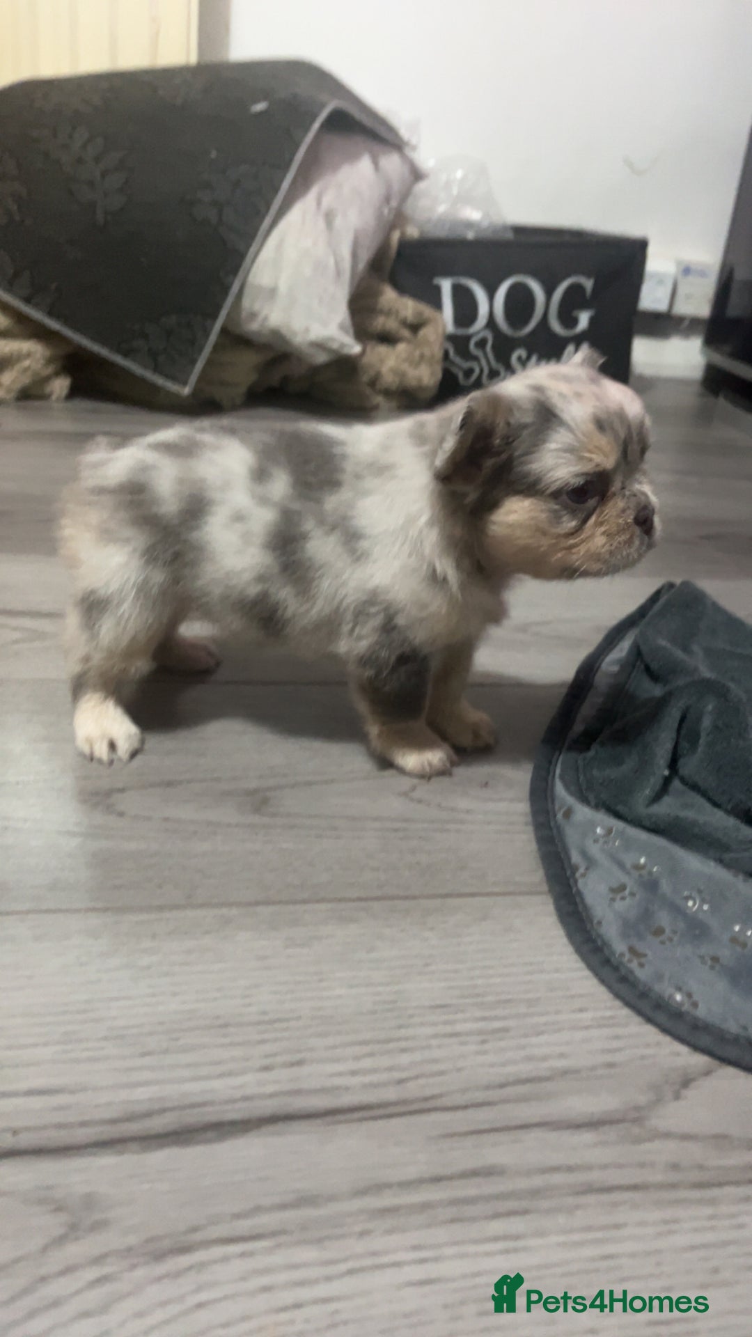 French Bulldog dogs for sale: Beautiful fluffy French bulldogs  - Image 7