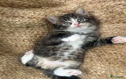 British Longhair cats for sale: Stunning friendly kittens - Image 31