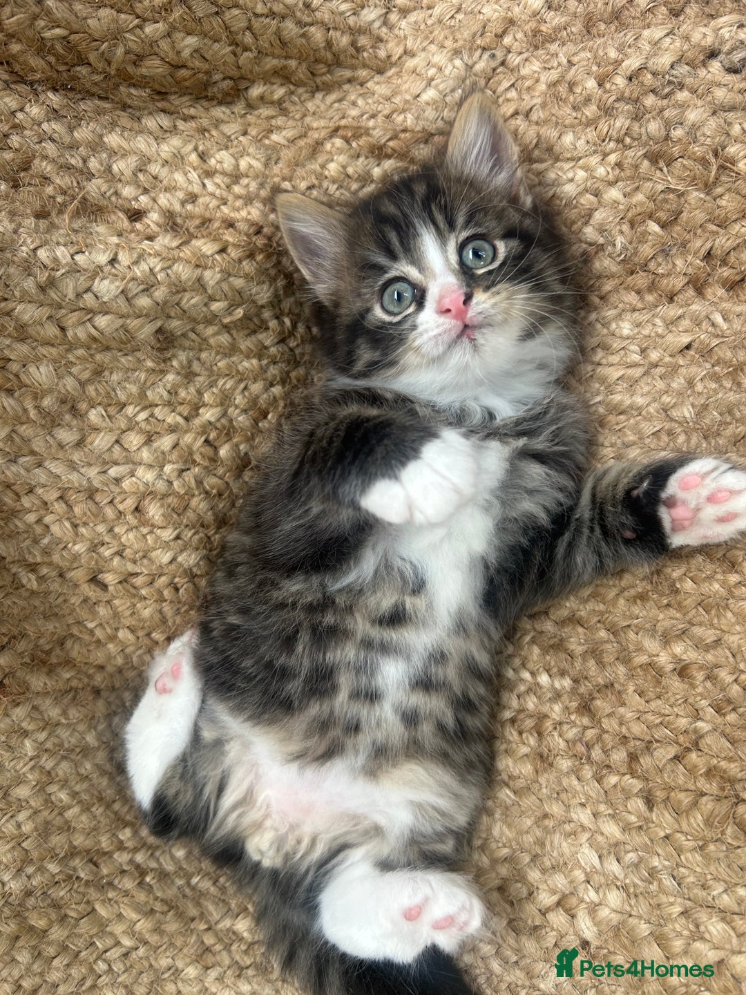 British Longhair cats for sale: Stunning friendly kittens - Image 31