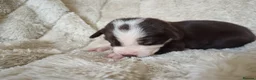Mixed Breed dogs for sale: Ready to leave £500 ono - Advert 19