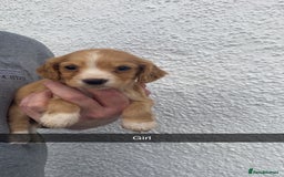 Cocker Spaniel dogs for sale: Cocker spaniel - Image 18
