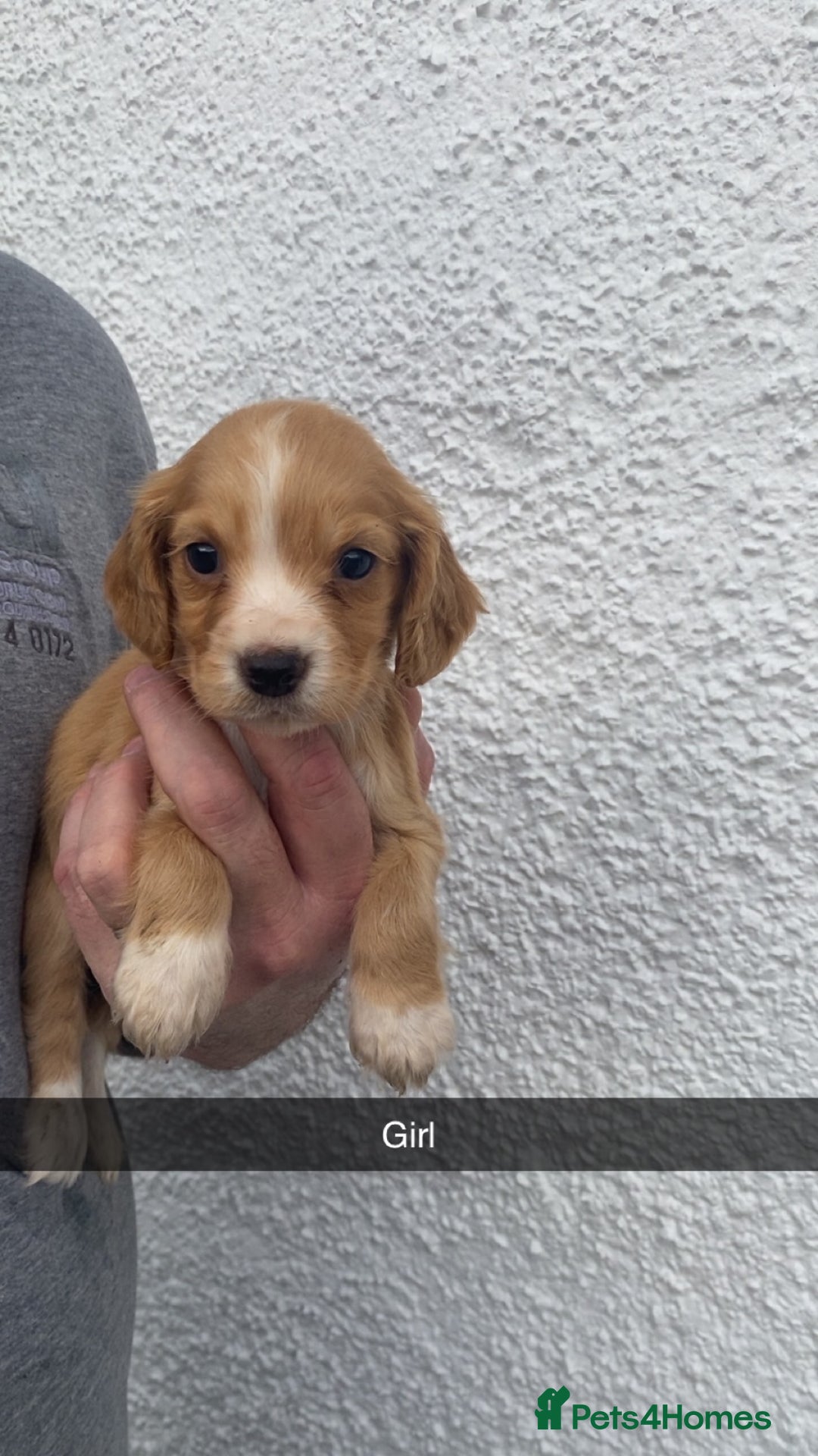 Cocker Spaniel dogs for sale: Cocker spaniel - Image 18