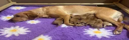 Labrador Retriever dogs for sale: Beautiful Fox Red KC Labrador puppies  - Advert 29