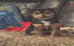 Mixed Breed dogs for sale: 3 dogs available due to death of partner  - Advert 3