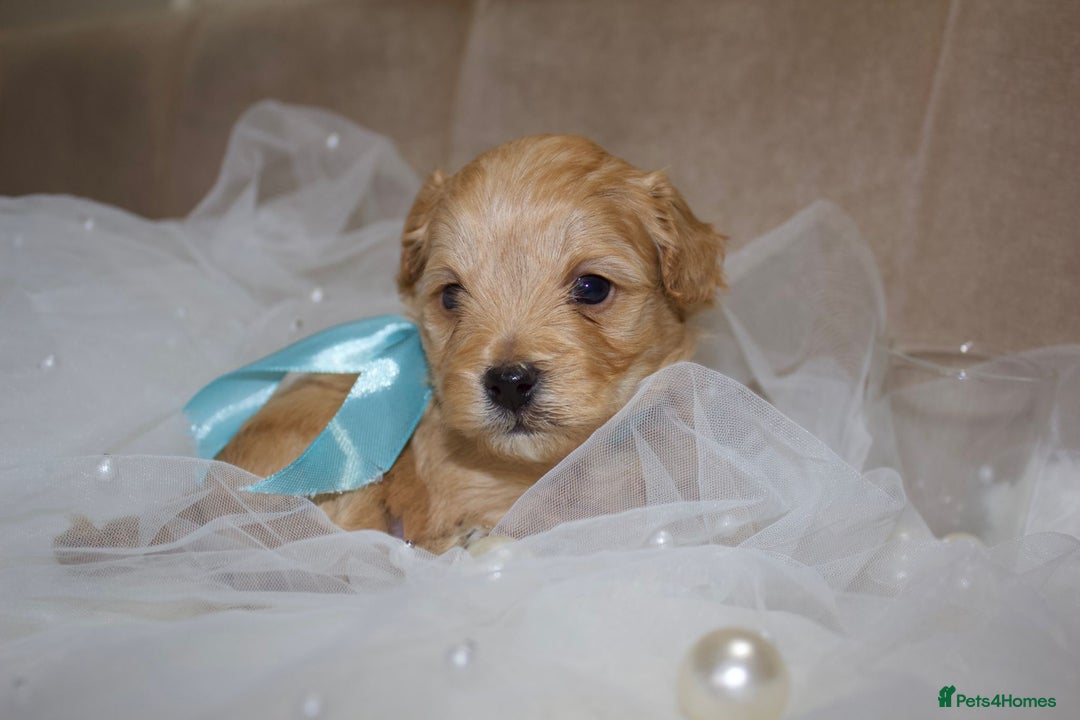 Maltipoo dogs for sale: F1 small Maltipoo puppies - Image 8