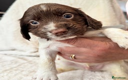 Sprocker dogs for sale: Gorgeous Homebred Sprocker Puppies - Image 4
