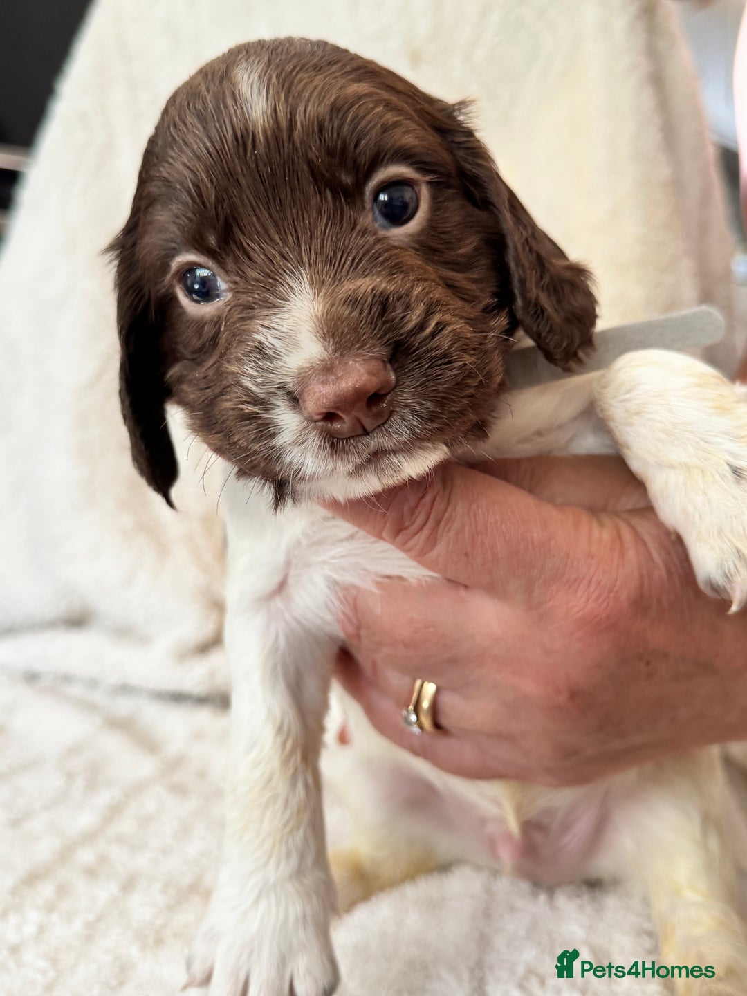 Sprocker dogs for sale: Gorgeous Homebred Sprocker Puppies - Image 4