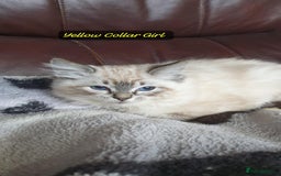 Ragdoll cats for sale: Beautiful GCCF Registered Ragdoll Kittens. - Image 30