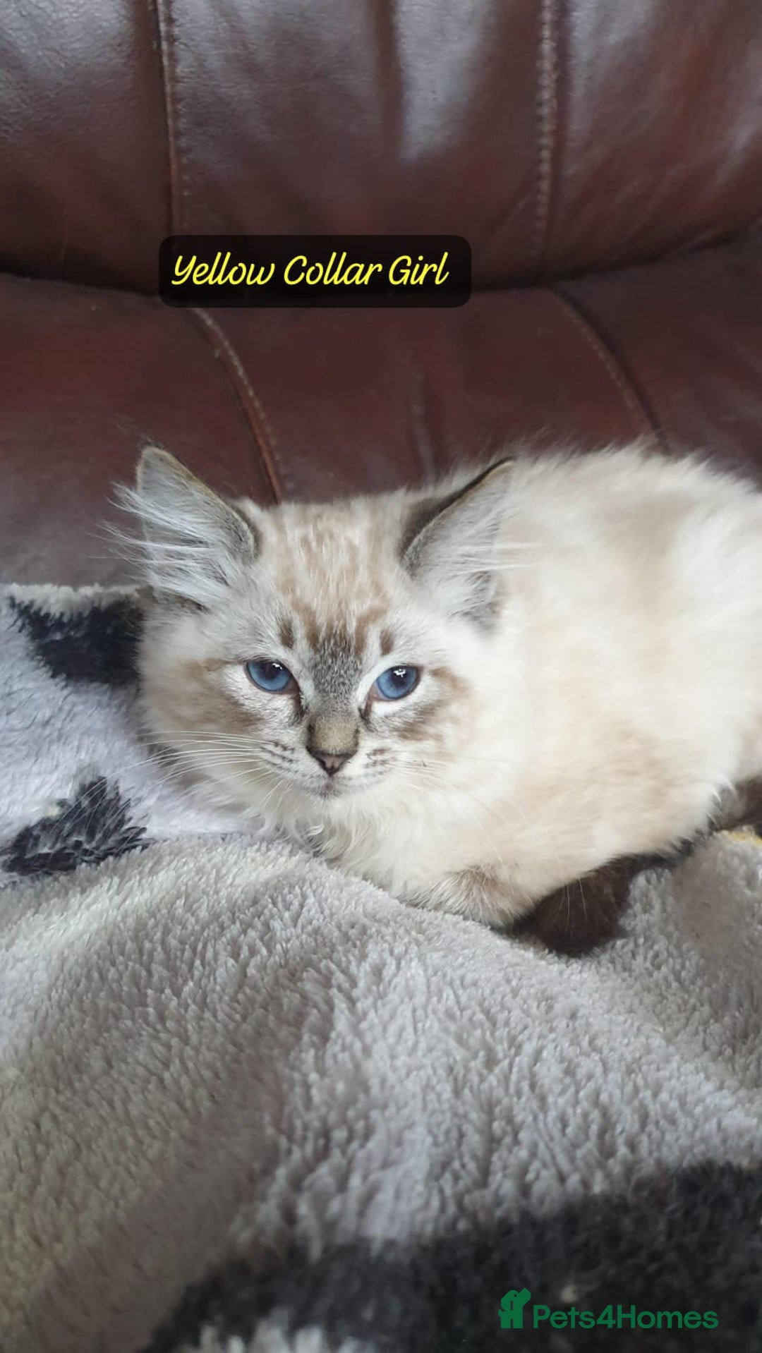 Ragdoll cats for sale: Beautiful GCCF Registered Ragdoll Kittens. - Image 30