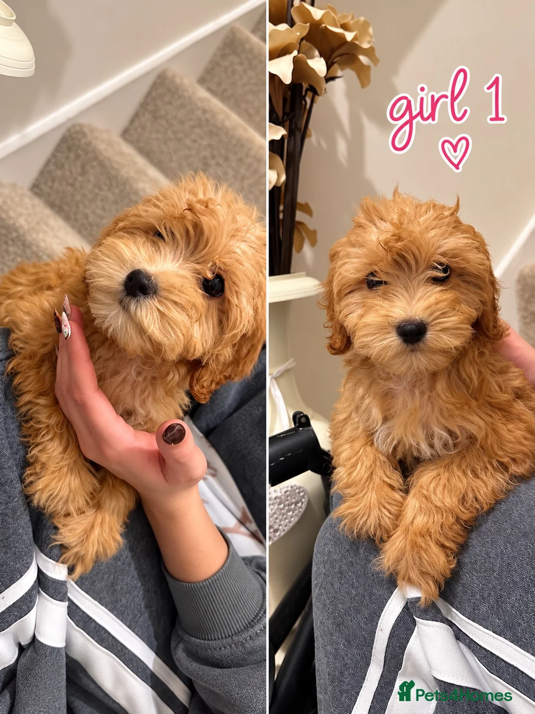 Maltipoo dogs for sale: 6 GORGEOUS ASIAN EXTRA TOY MALTIPOO PUPPIES! 👻🐾 - Advert 2