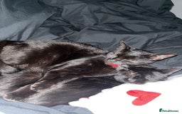 Bombay cats for sale: 2 female cats ******! - Image 2