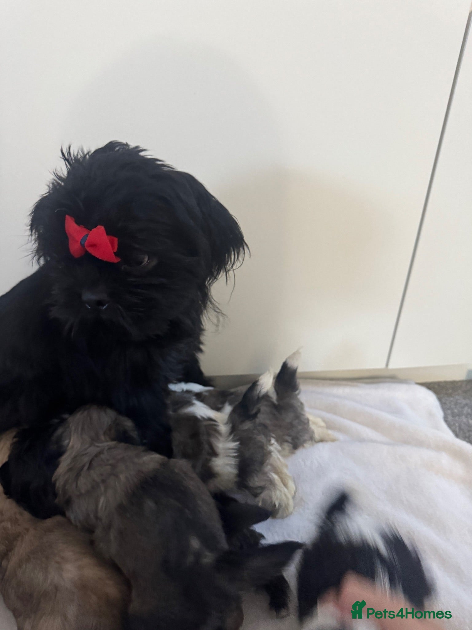 Shih Tzu dogs 7 shih tzu puppies are looking new home  - Advert 2