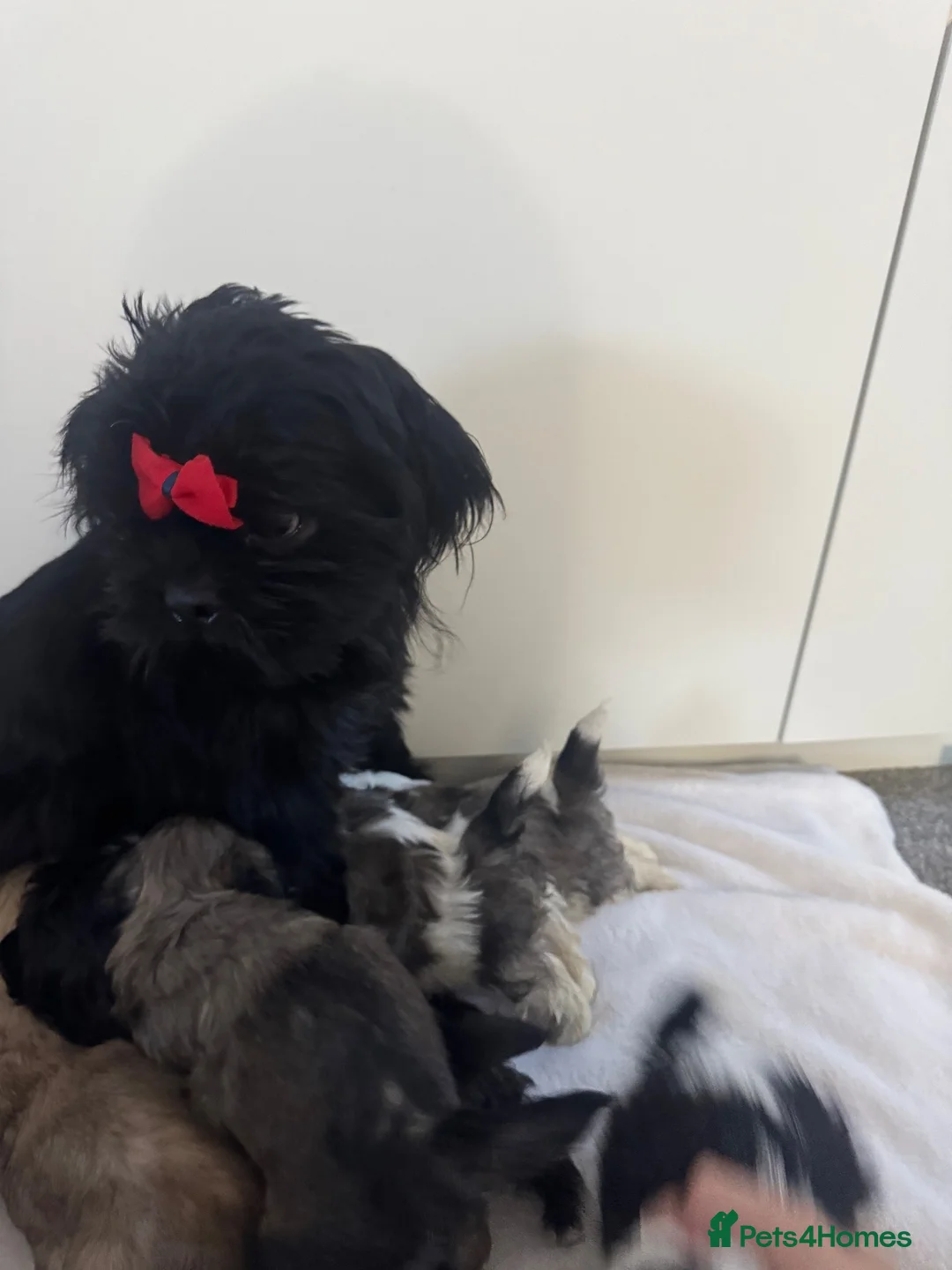 Shih Tzu dogs for sale: 7 shih tzu puppies are looking new home  - Advert 1