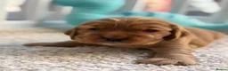 Cocker Spaniel dogs for sale: Champion Bloodline KC Show Cocker Spaniel Puppies  - Advert 13