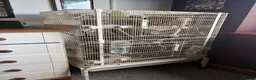 Rat rodents for sale: Rats for rehoming  - Advert 2
