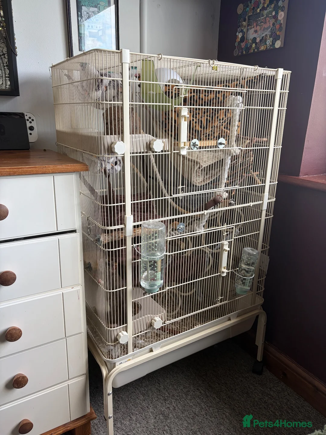 Rat rodents for sale: Rats for rehoming  - Advert 2
