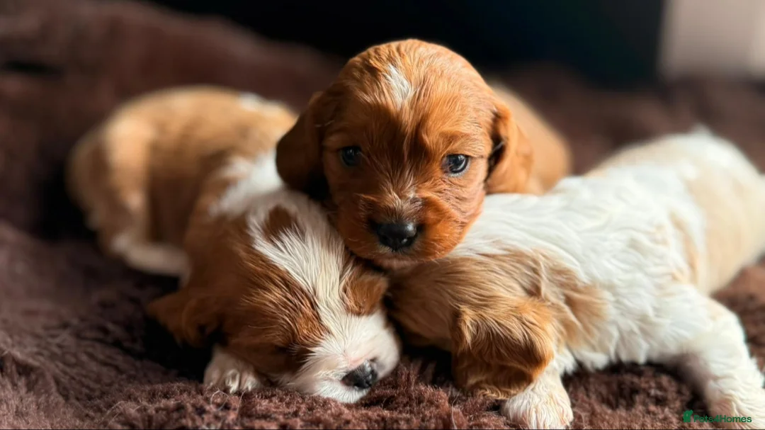 Cavalier King Charles Spaniel dogs for sale: Stunning Cavalier King Charles Spaniel Pups - Advert 2