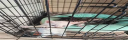 Mixed Breed cats for sale: Dad is Bengal and mum is white British Shorthair  - Advert 3
