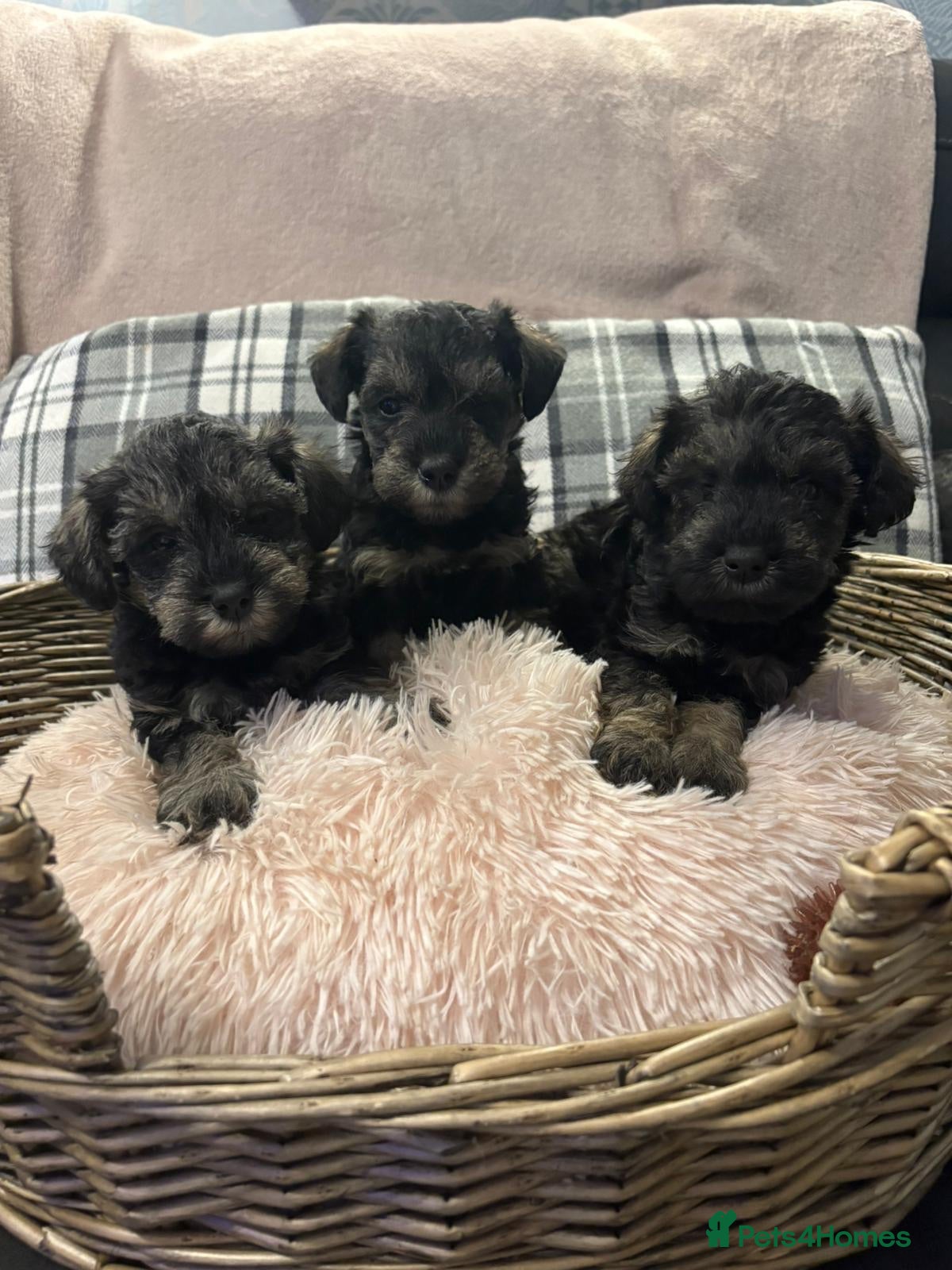 Schnoodle dogs Miniature Schnoodle puppies - Advert 2