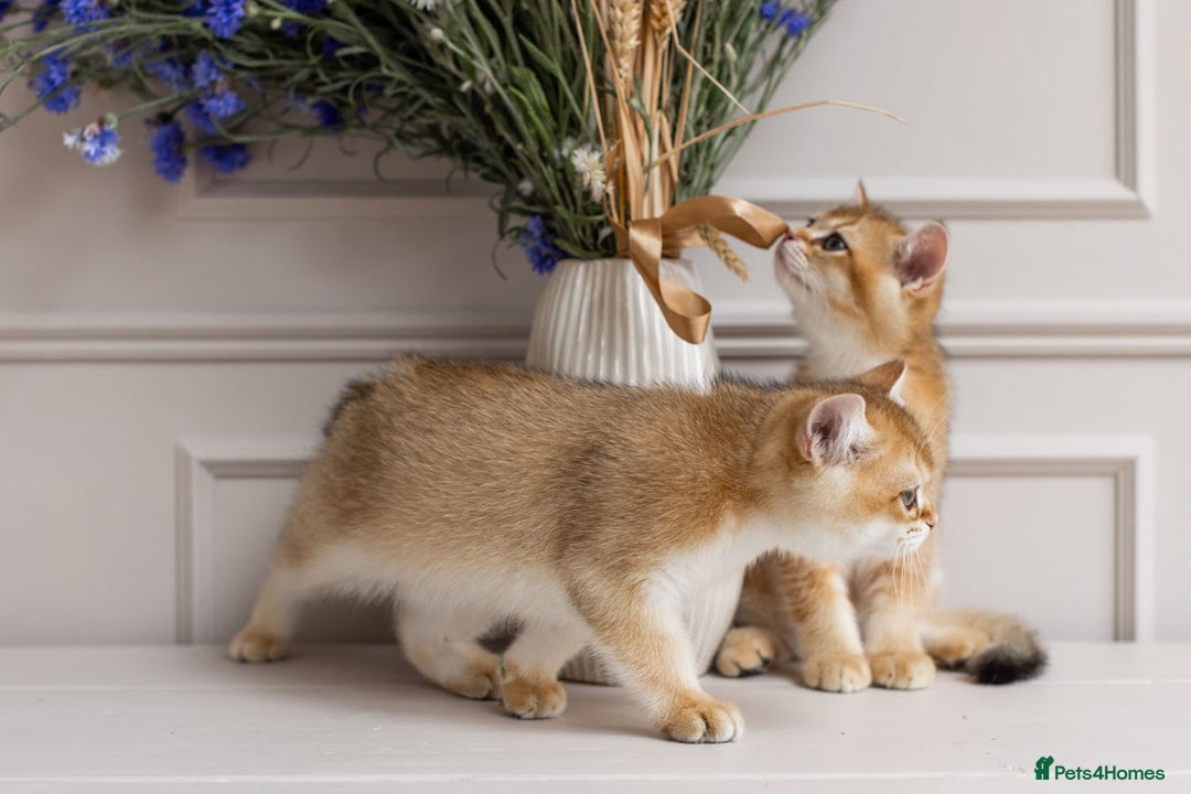 British Shorthair cats for sale: Ready now gorgeus Golden British SH male kitten - Image 15