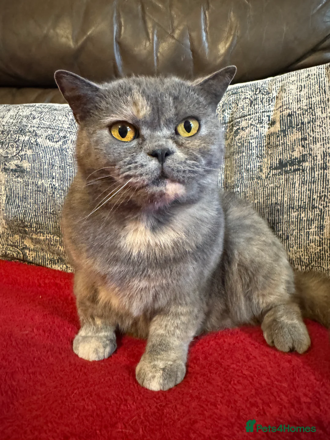 British Shorthair cats for sale: Stephanie  - Advert 1