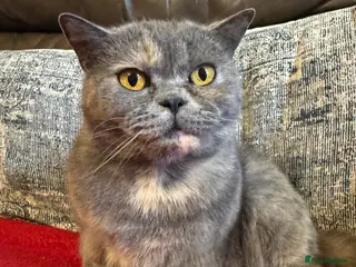 British Shorthair cats Stephanie - Advert 8