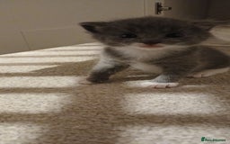 Mixed Breed cats for sale: 2x playful, gorgeous male kitten's for sale  - Image 10