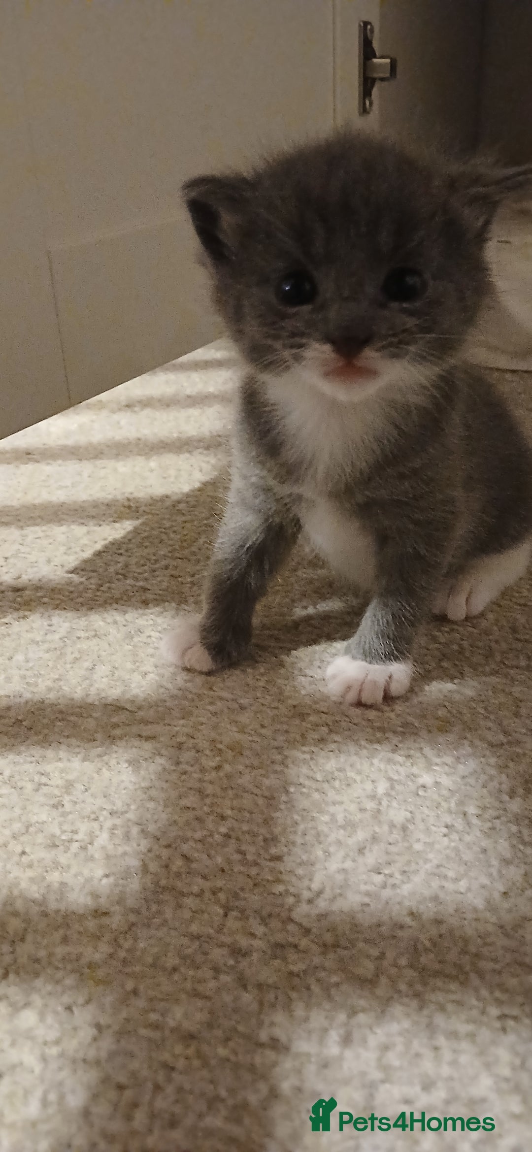 Mixed Breed cats for sale: 2x playful, gorgeous male kitten's for sale  - Image 10