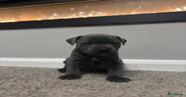 Staffordshire Bull Terrier dogs - Advert 4